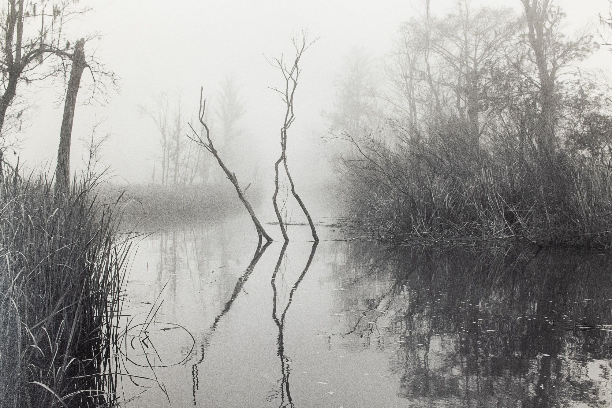 Artwork by Jack Leigh, Dancing Trees, Made of Silver Gelatin Print