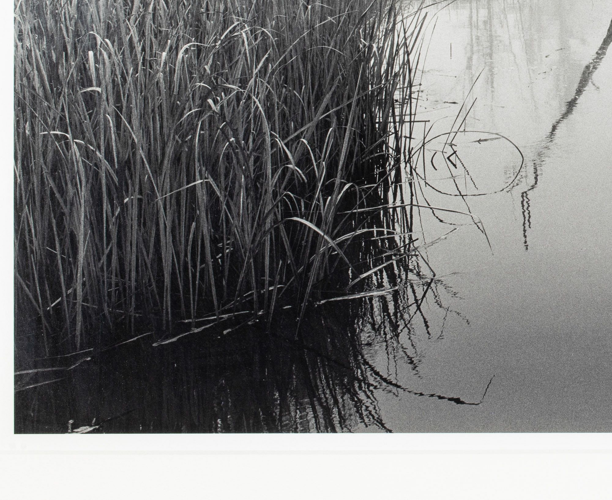 Artwork by Jack Leigh, Dancing Trees, Made of Silver Gelatin Print