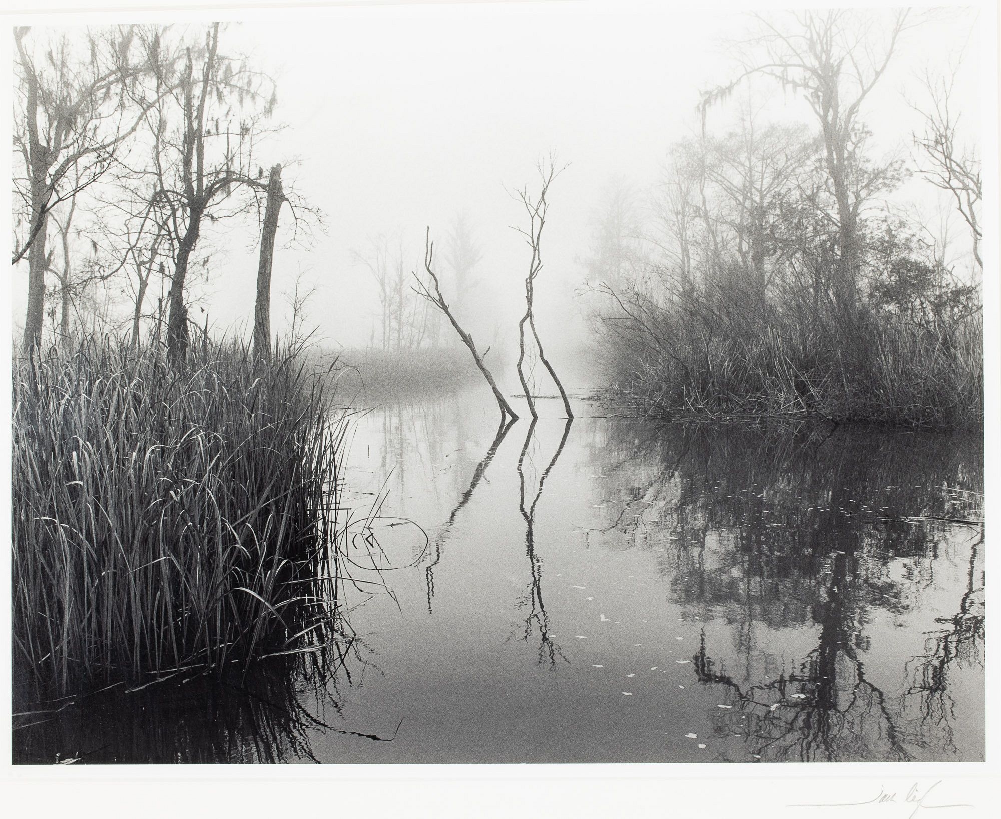 Artwork by Jack Leigh, Dancing Trees, Made of Silver Gelatin Print
