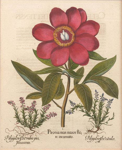 Pair of Peony Copperplate Engravings by Basilius Besler