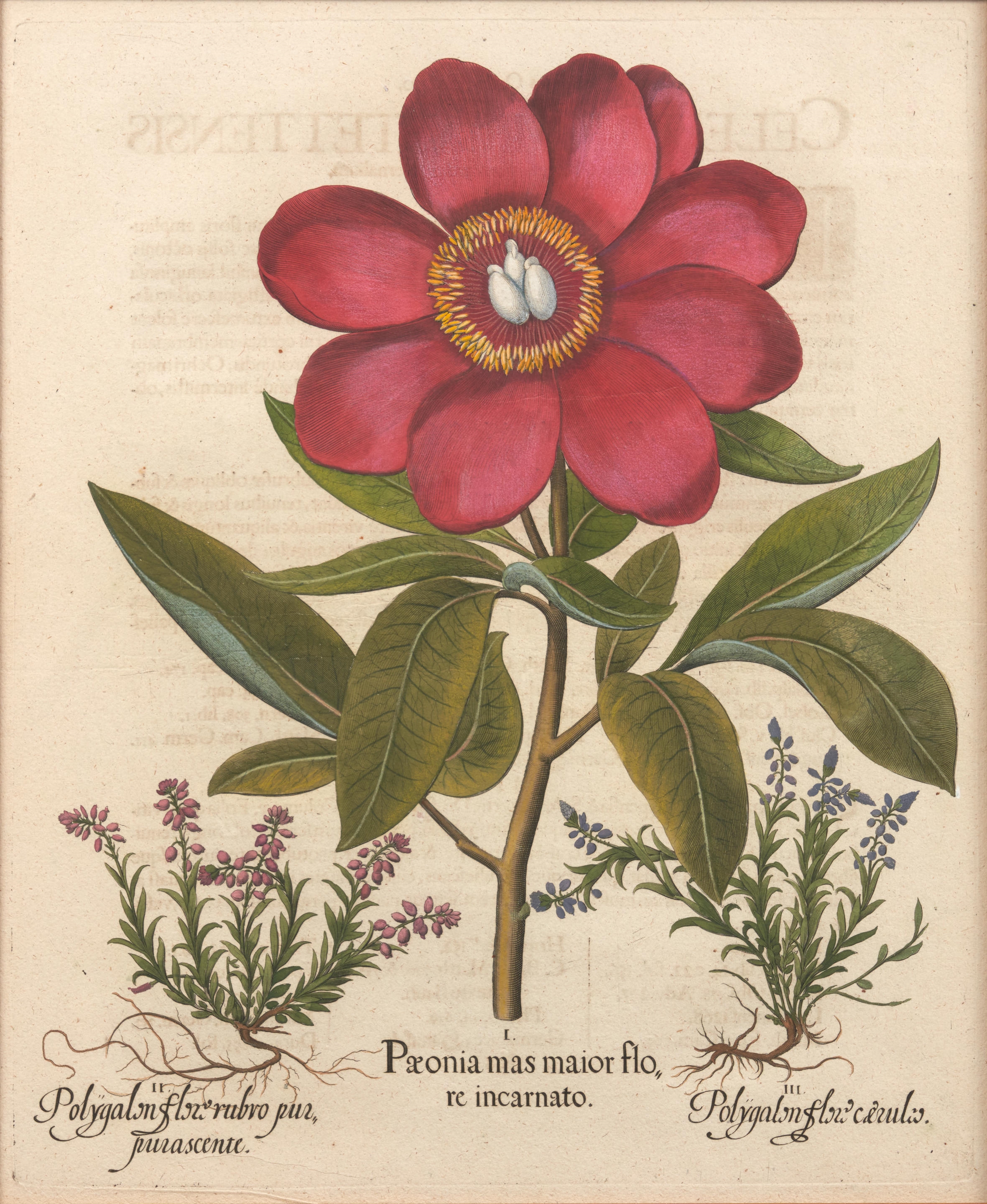 Artwork by Basilius Besler, Pair of Peony Copperplate Engravings, Made of copperplate engravings