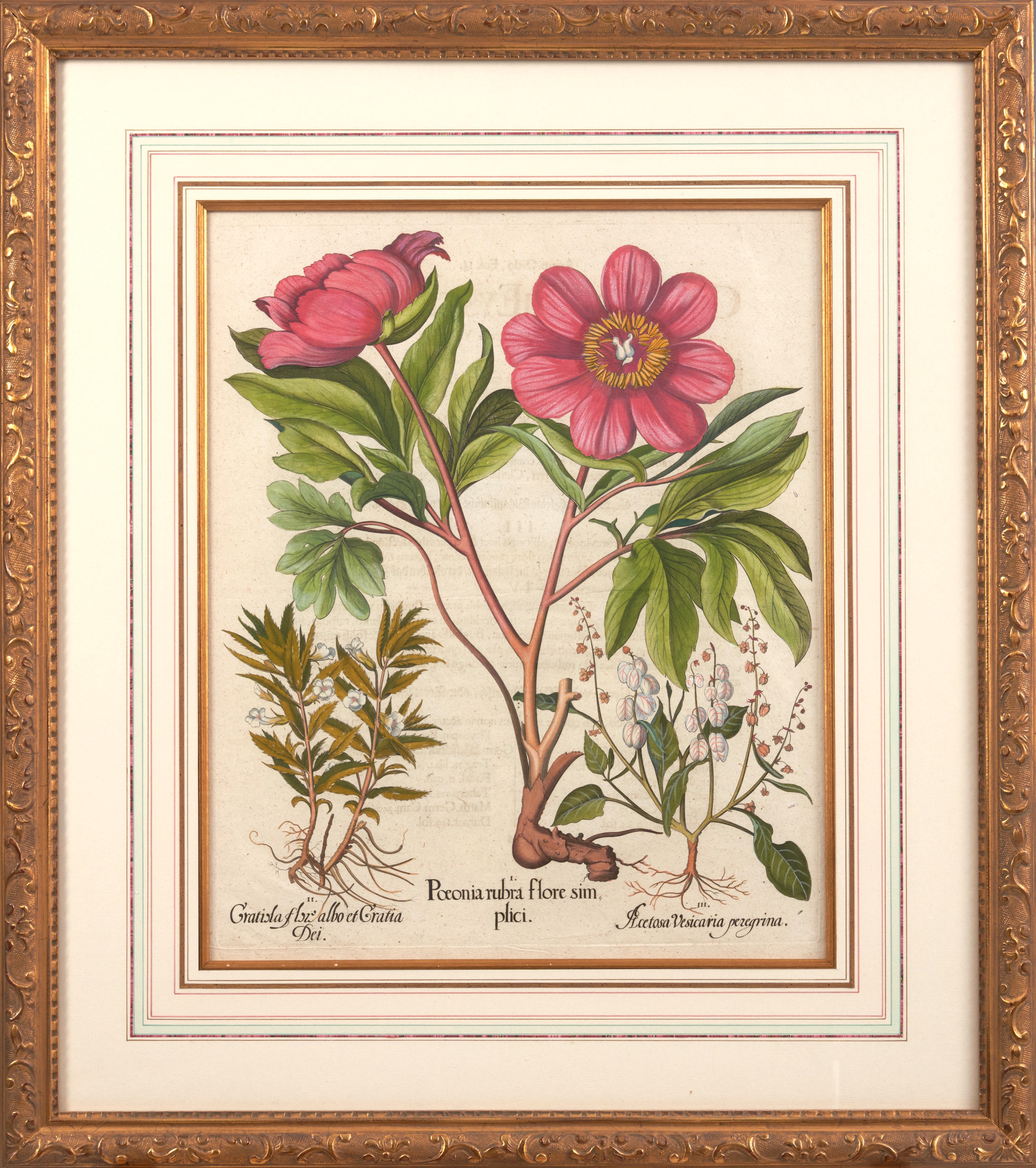 Artwork by Basilius Besler, Pair of Peony Copperplate Engravings, Made of copperplate engravings