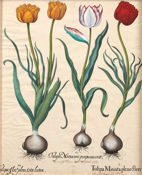 Pair of Tulip Engravings by Basilius Besler, 1613