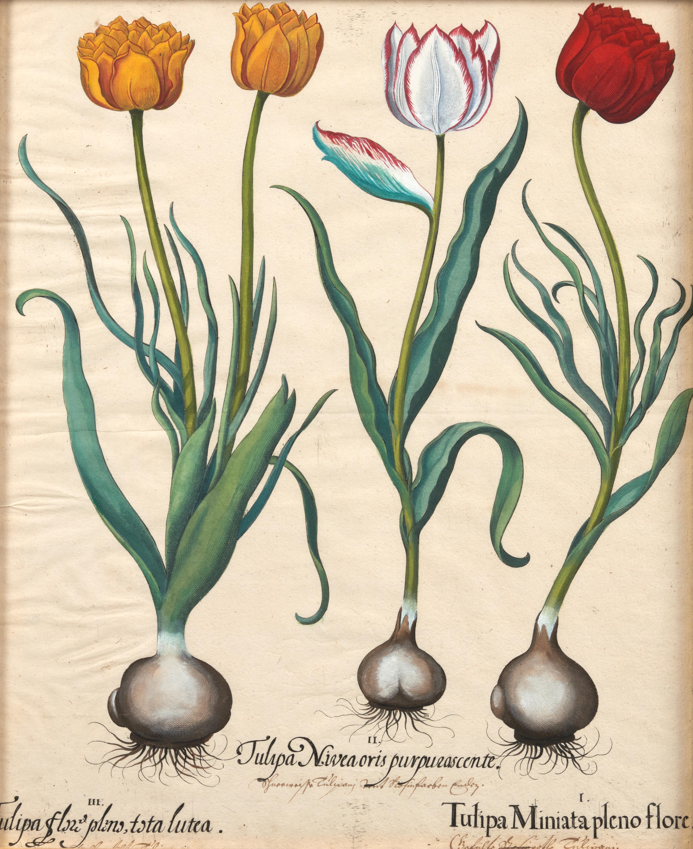 Artwork by Basilius Besler, Pair of Tulip Engravings, Made of copperplate engravings