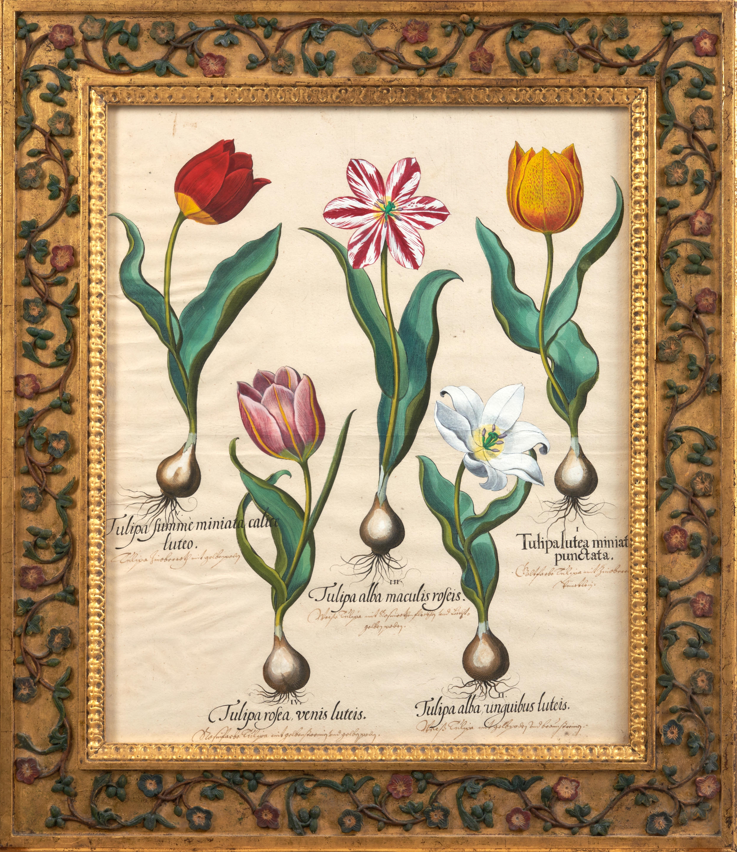 Artwork by Basilius Besler, Pair of Tulip Engravings, Made of copperplate engravings
