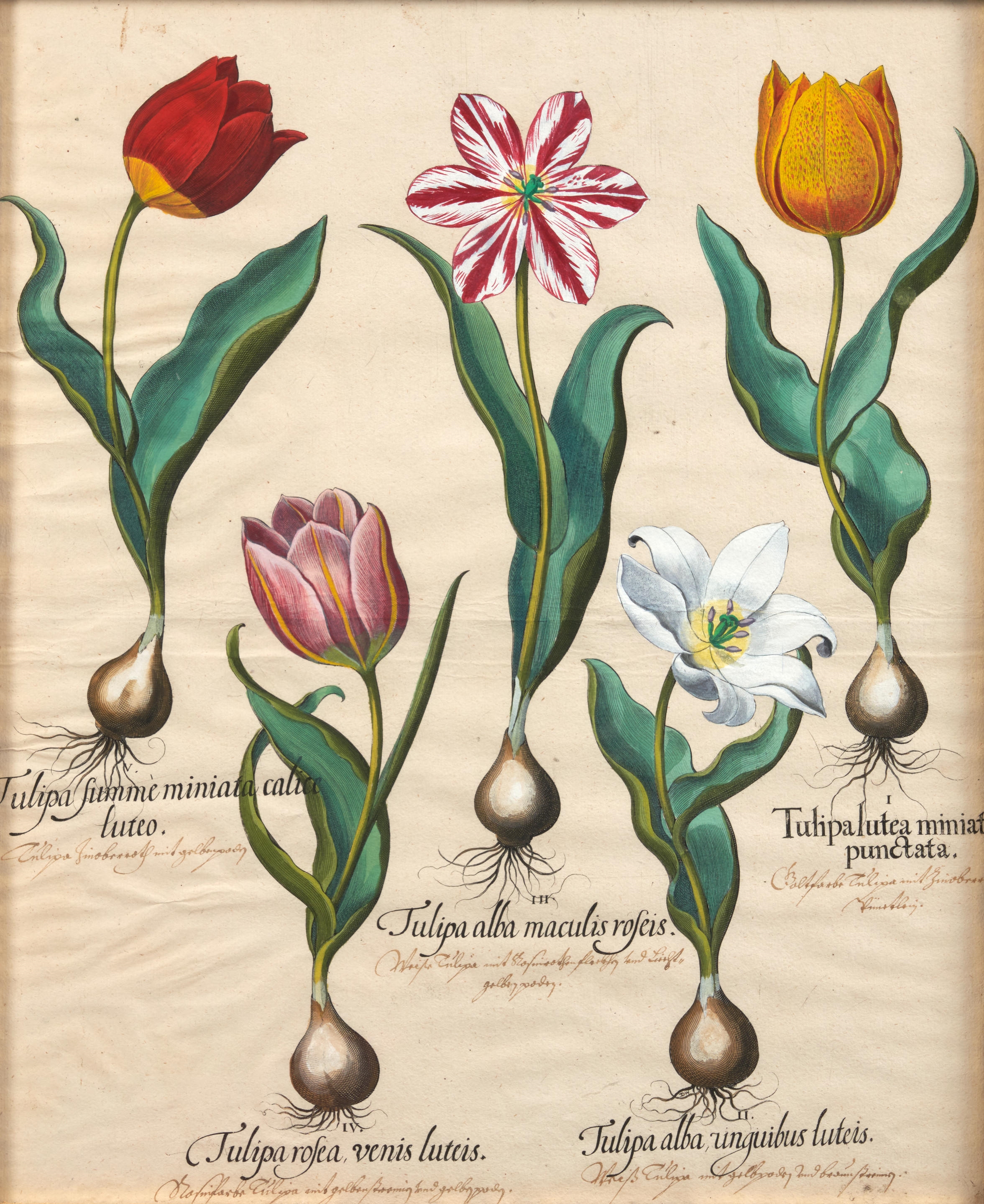 Artwork by Basilius Besler, Pair of Tulip Engravings, Made of copperplate engravings