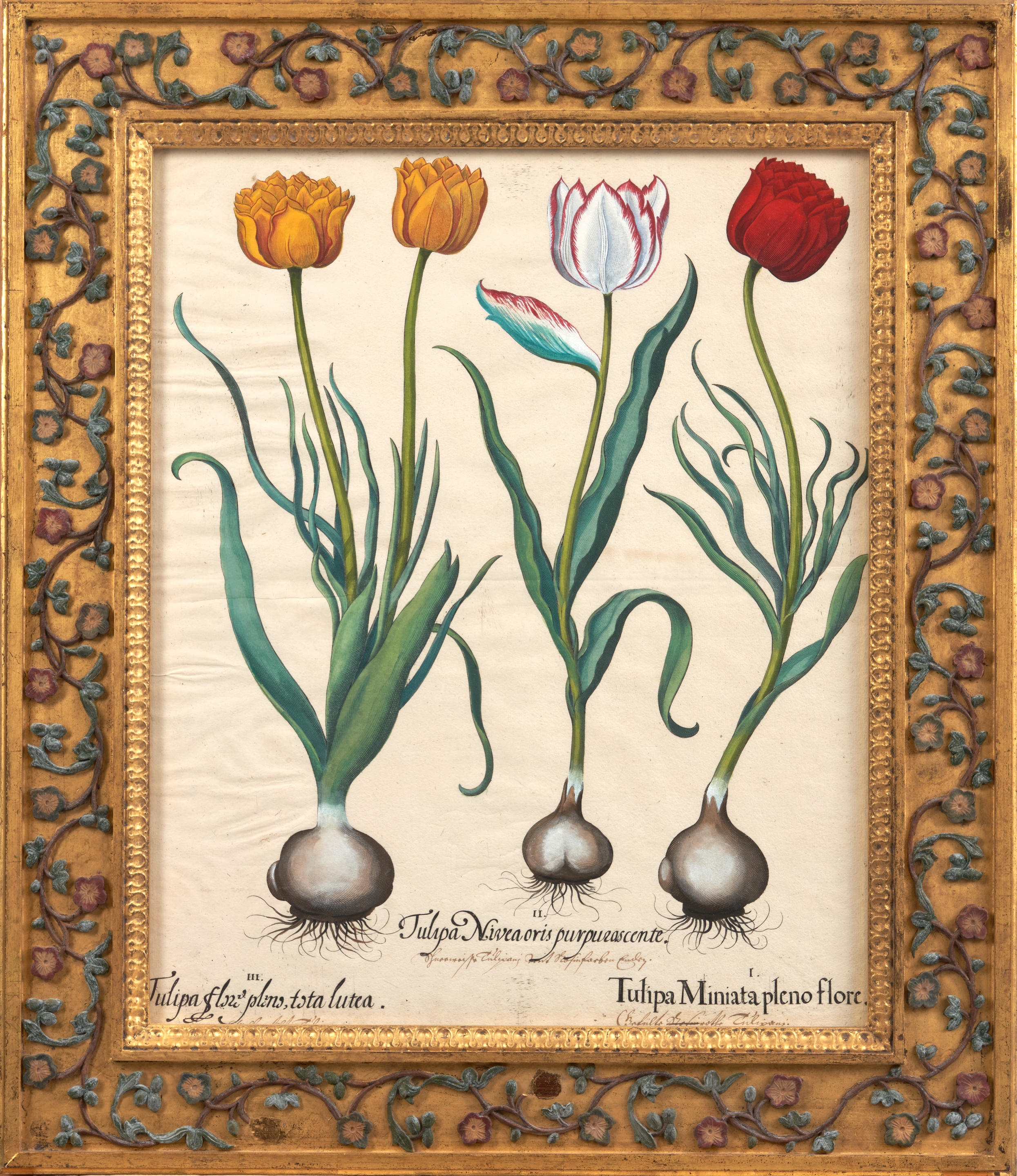 Artwork by Basilius Besler, Pair of Tulip Engravings, Made of copperplate engravings