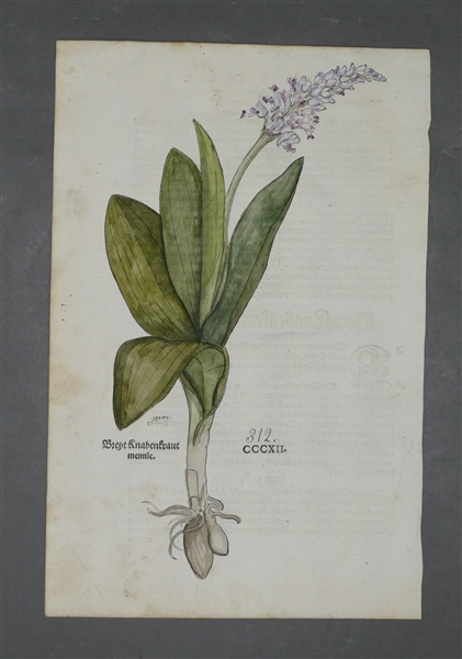 Artwork by Leonhart Fuchs, Darstellung des Knabenkrauts, Made of coloriert