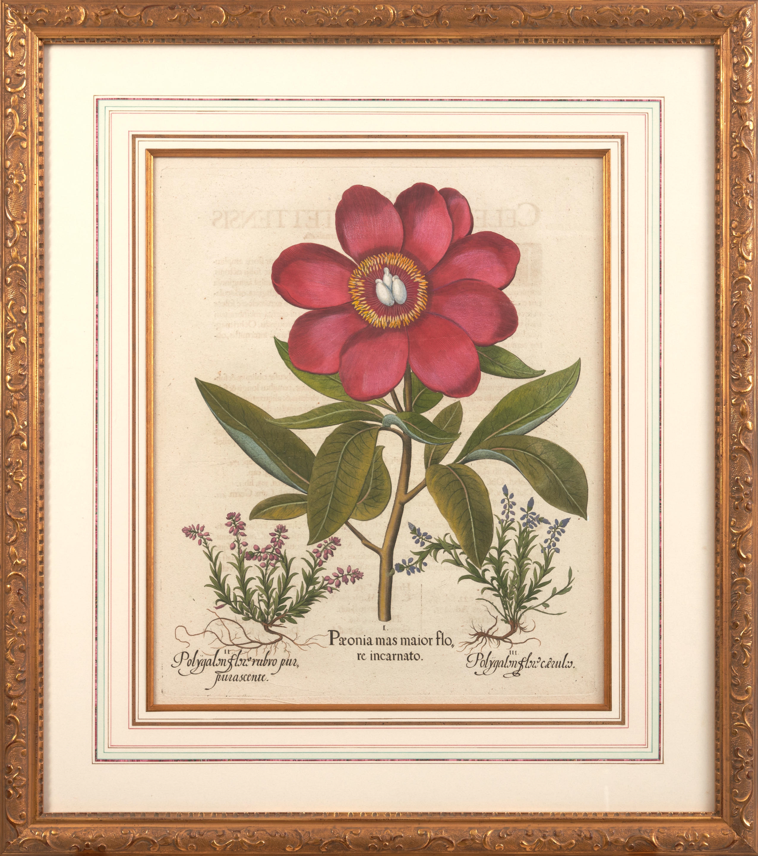 Artwork by Basilius Besler, Pair of Peony Copperplate Engravings, Made of copperplate engravings