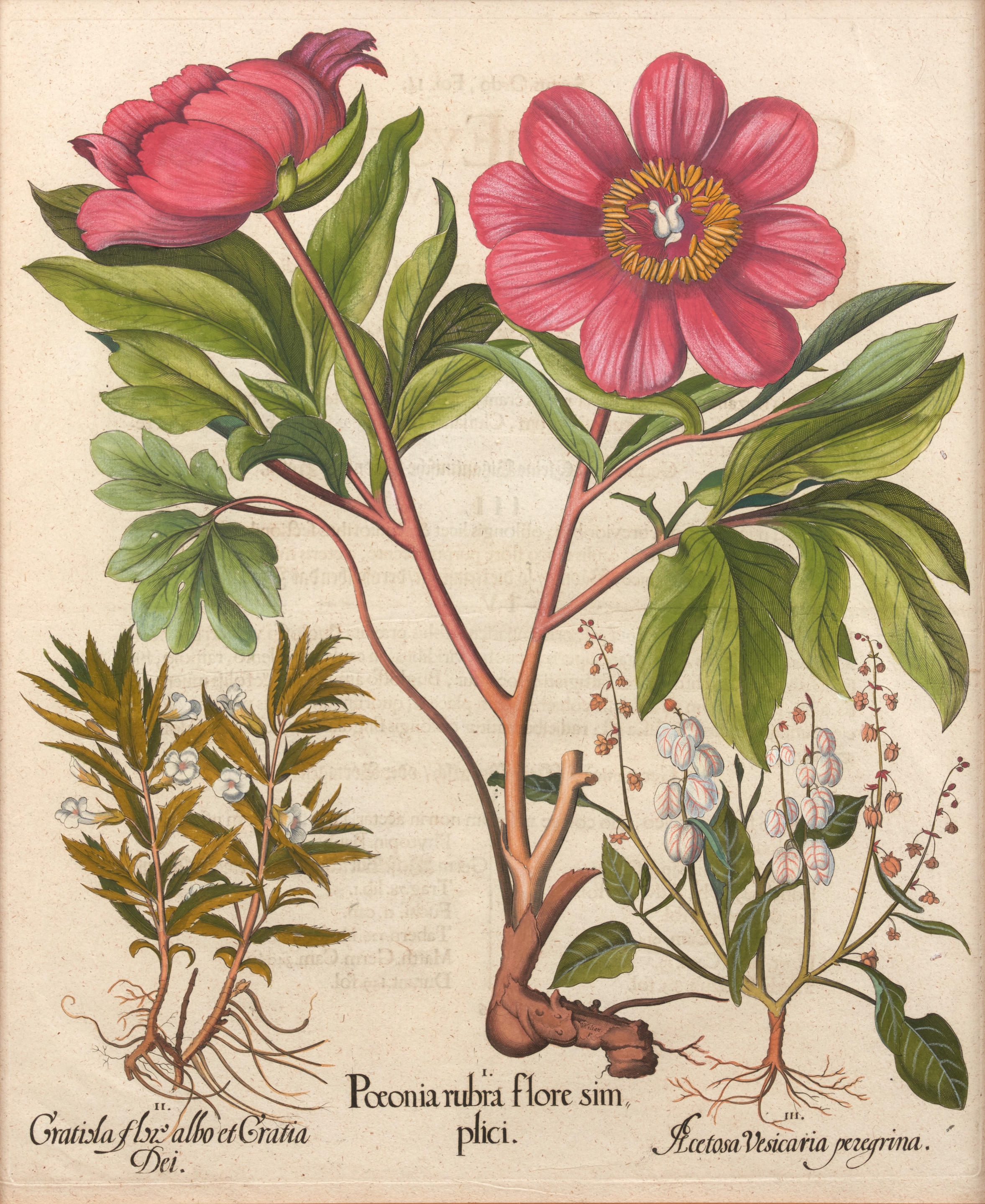 Artwork by Basilius Besler, Pair of Peony Copperplate Engravings, Made of copperplate engravings