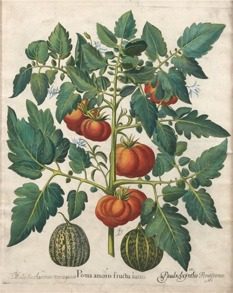 copperplate engraving