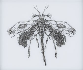 Coenagrion Puella - Angela Su