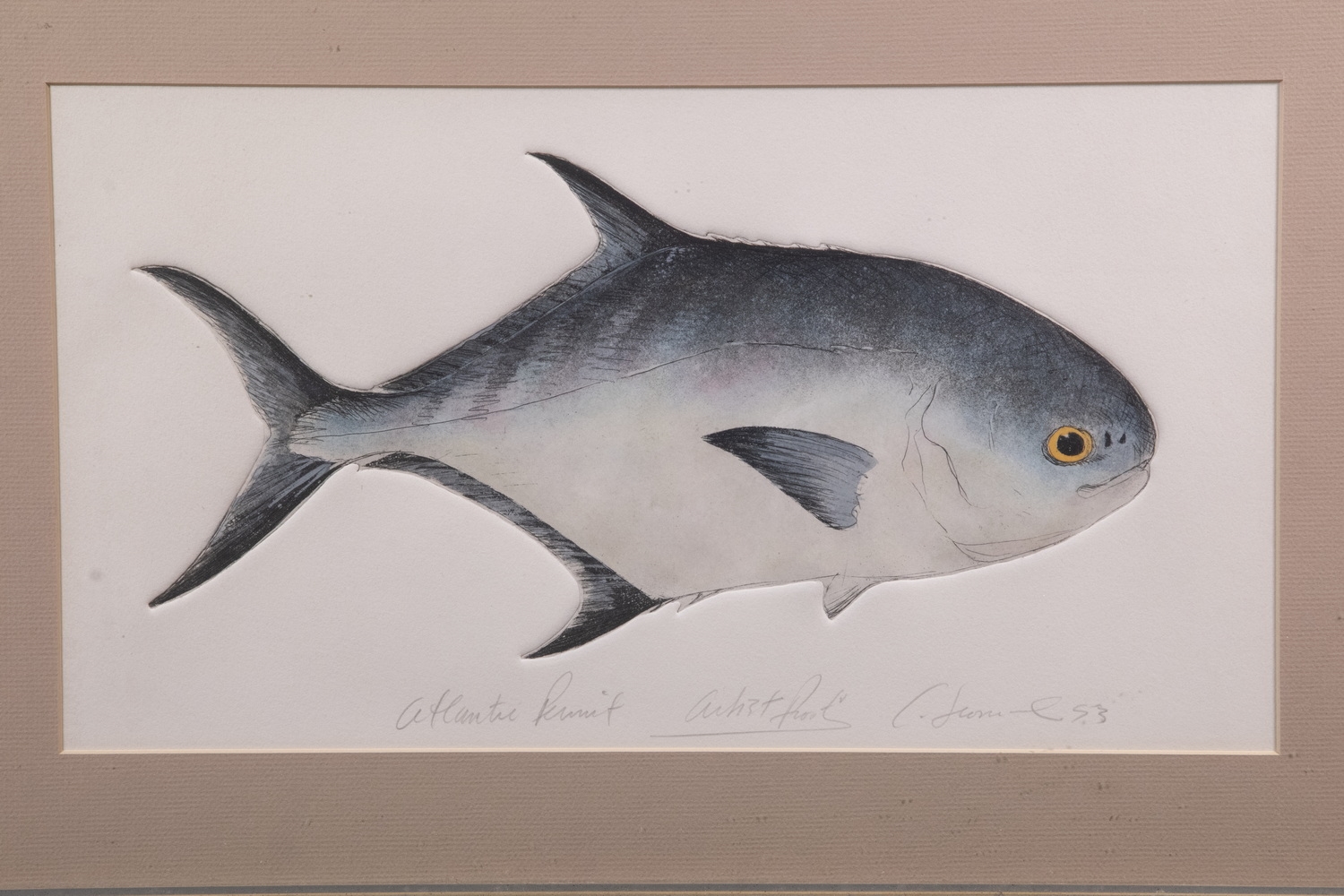 Charles Leonard | Group of (3) Intaglio Aquatints of Saltwater Fish ...