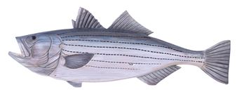 Striped Bass - Dave Newcomer