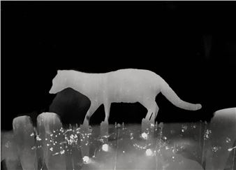 Zana Briski: Animalograms - Robert Koch Gallery