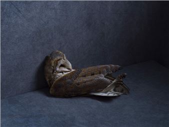 Stephan Vanfleteren: Nature morte/Still life - Galerie Rabouan Moussion