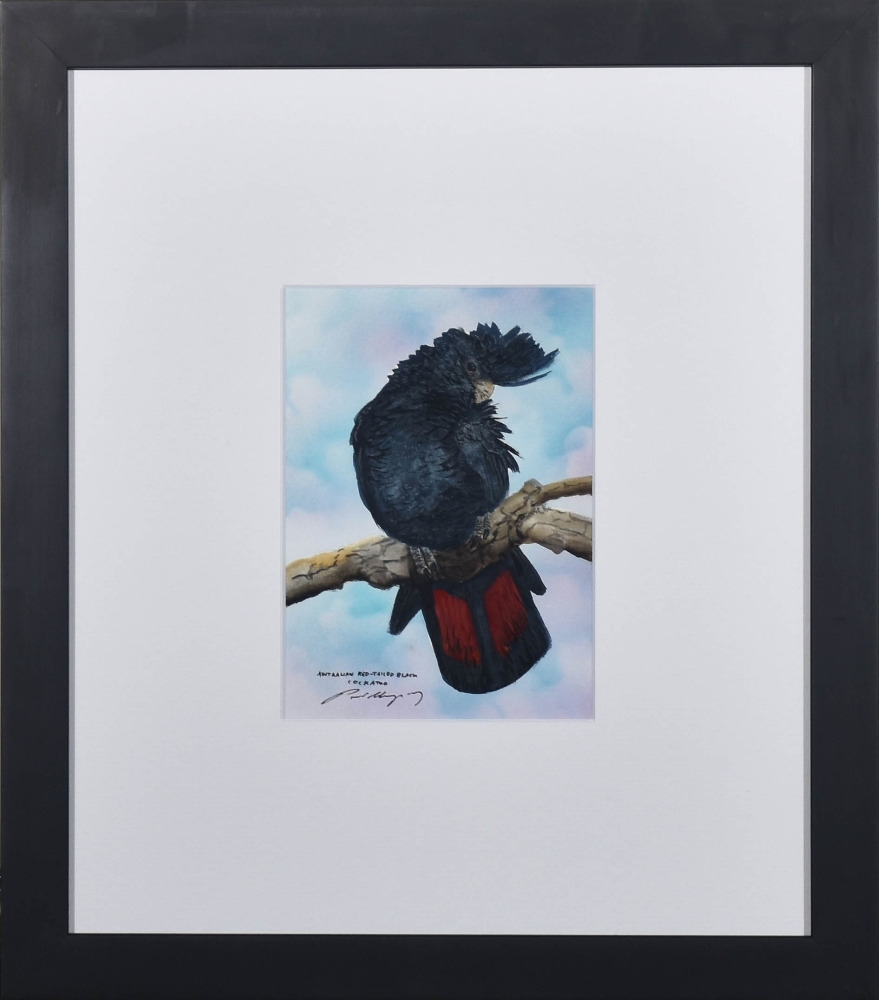 Paul Margocsy | Australian Red Tailed Black Cockatoo | MutualArt