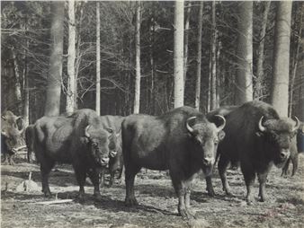 European bisons - Włodzimierz Puchalski