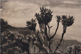 Euphorbia - Gérard de Boe