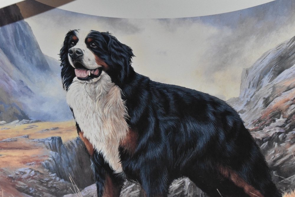 Robert J. May | Portraits of a Bernese Mountain dog | MutualArt