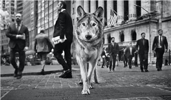 David Yarrow - Camera Work