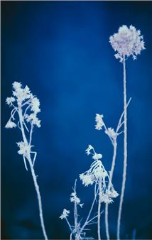 International Photography Exhibition: Blue - Glasgow Gallery of Photography (Glassford Str)