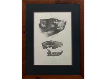 Tasmanian Devil, Sarcophilus harrisii - Tim Squires