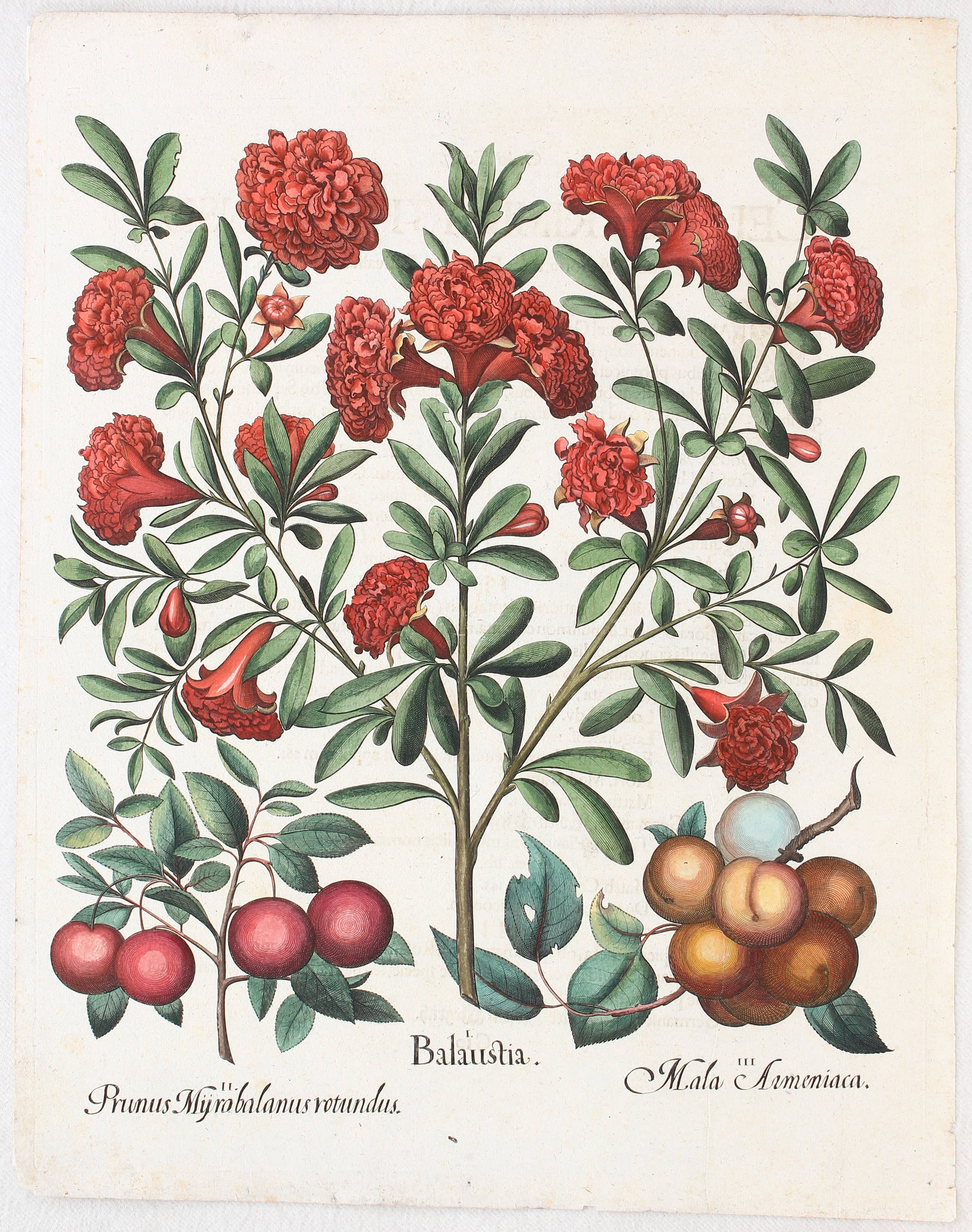 Balaustia, Prunus Myrobalanus rotundus, Mala Armeniaca (blühender Granatapfelbaum mit Früchten, Kirschpflaume, Aprikose bzw. Marille) by Basilius Besler