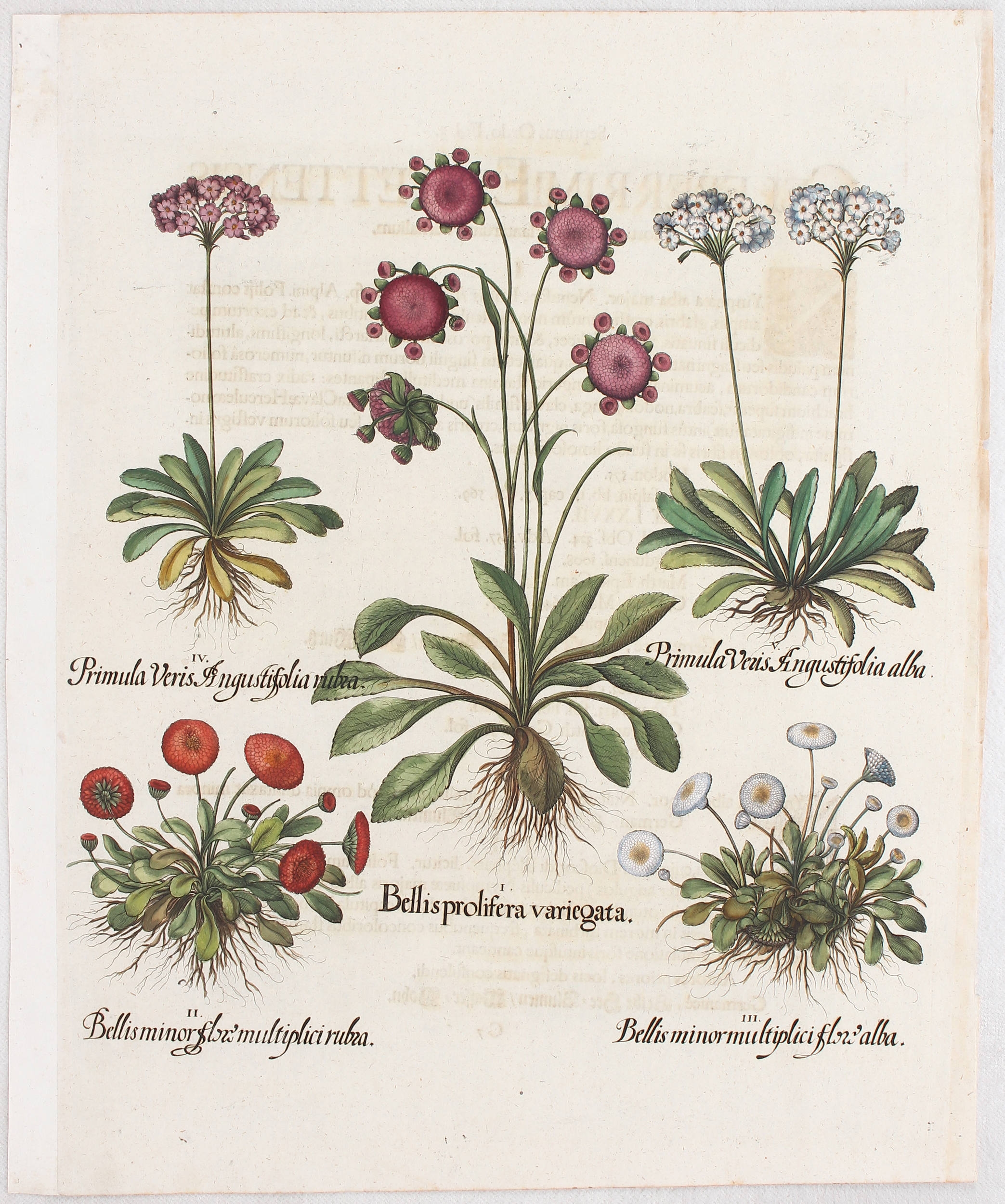 Artwork by Basilius Besler, Bellis prolifera variegata (&) minor flore multiplici rubra (&) alba, Primula Veris Angustifolia rubra (&) alba (Gänseblümchen, Maßliebchen und Mehlprimel)