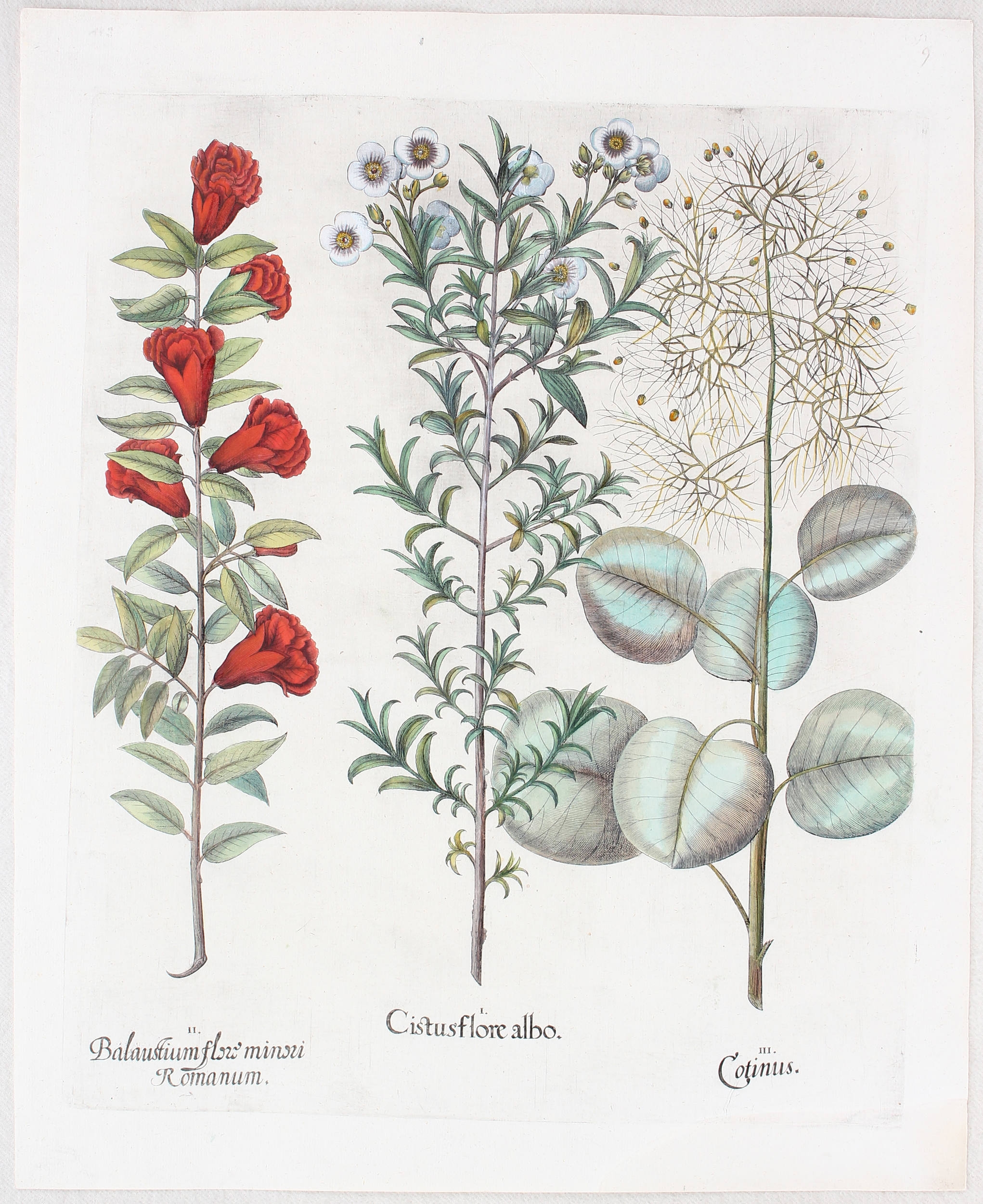 Cistusflore albo (&) Balaustium flore minori romanum (&) Cotinus (Cistrose aus Montpellier, Blühender Granatapfelbaum, Perückenstrauch) by Basilius Besler