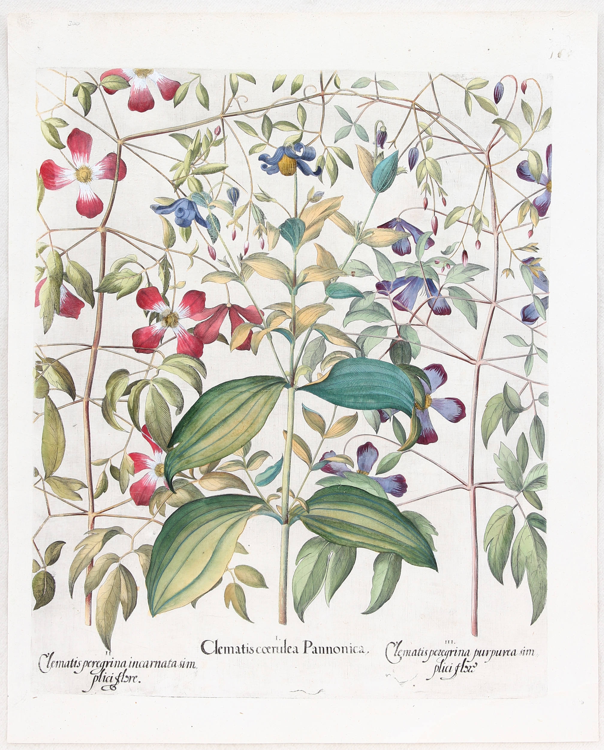 Clematis coerulea Pannonica (&) peregrina incarnata (&) purpurea simplici flore (Waldreben) by Basilius Besler