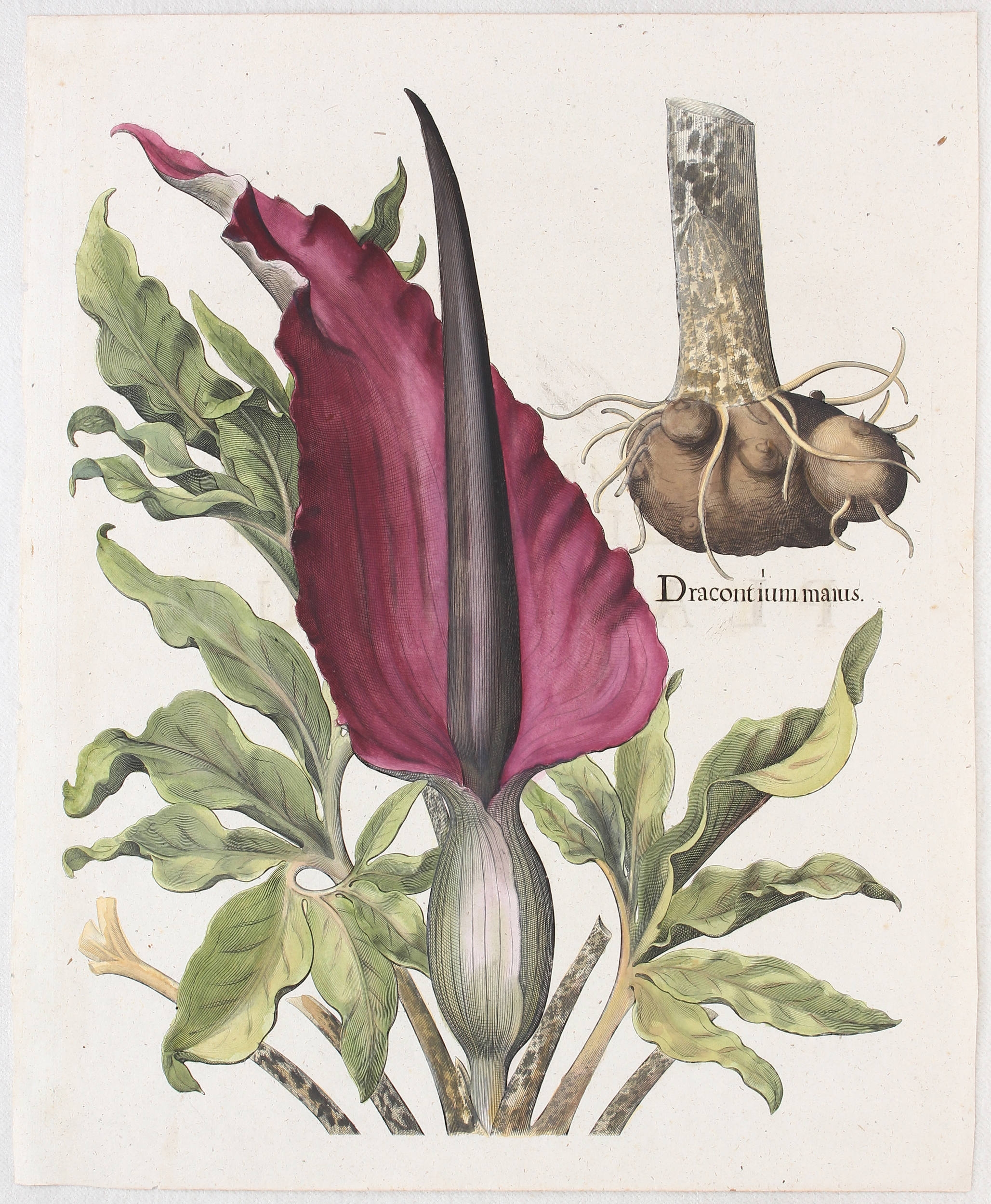 Dracontium maius (Gemeines Schlangenkraut) by Basilius Besler