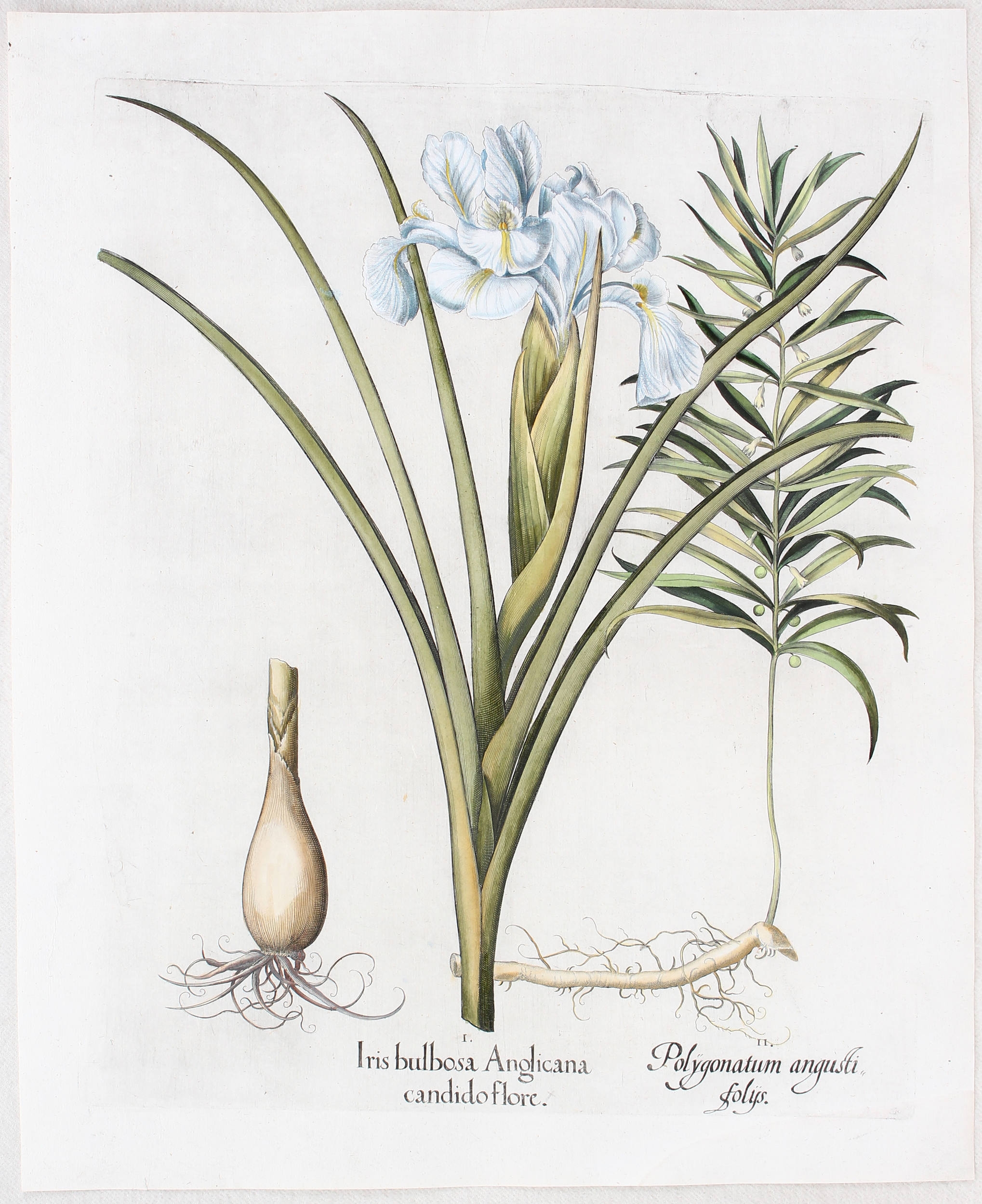 Iris bulbosa Anglicana candido flore, Polygonatum angustifoliis (Zweiblütige Iris, Quirlblättr. Weißwurz) by Basilius Besler