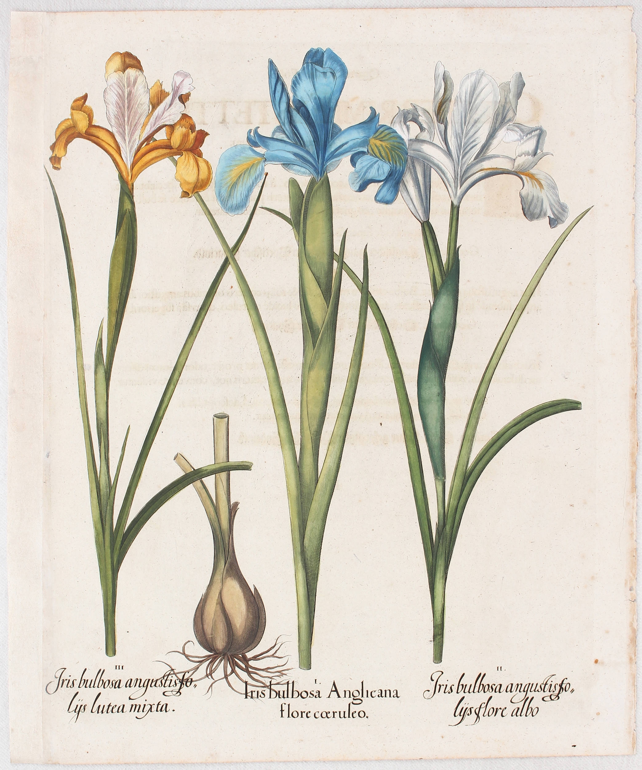 Iris bulbosa Anglicana flore coeruleo (&) angustis foliis flore albo (&) lutea mixta (span. Schwertlilie u. Iris) by Basilius Besler
