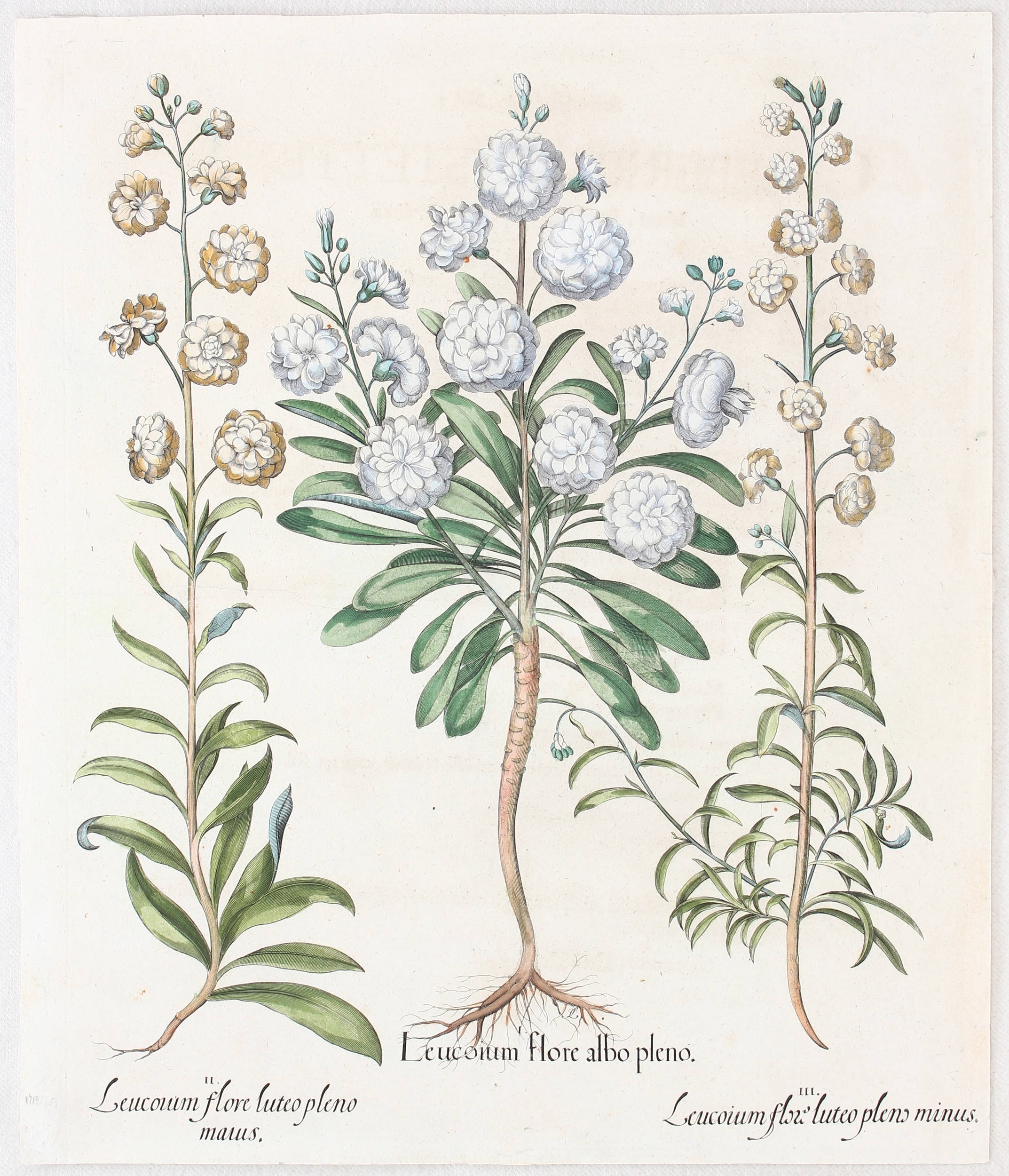 Leucoium flore albo pleno (&) luteo pleno maius (&) minus (Garten-Levkoje und Goldlack)