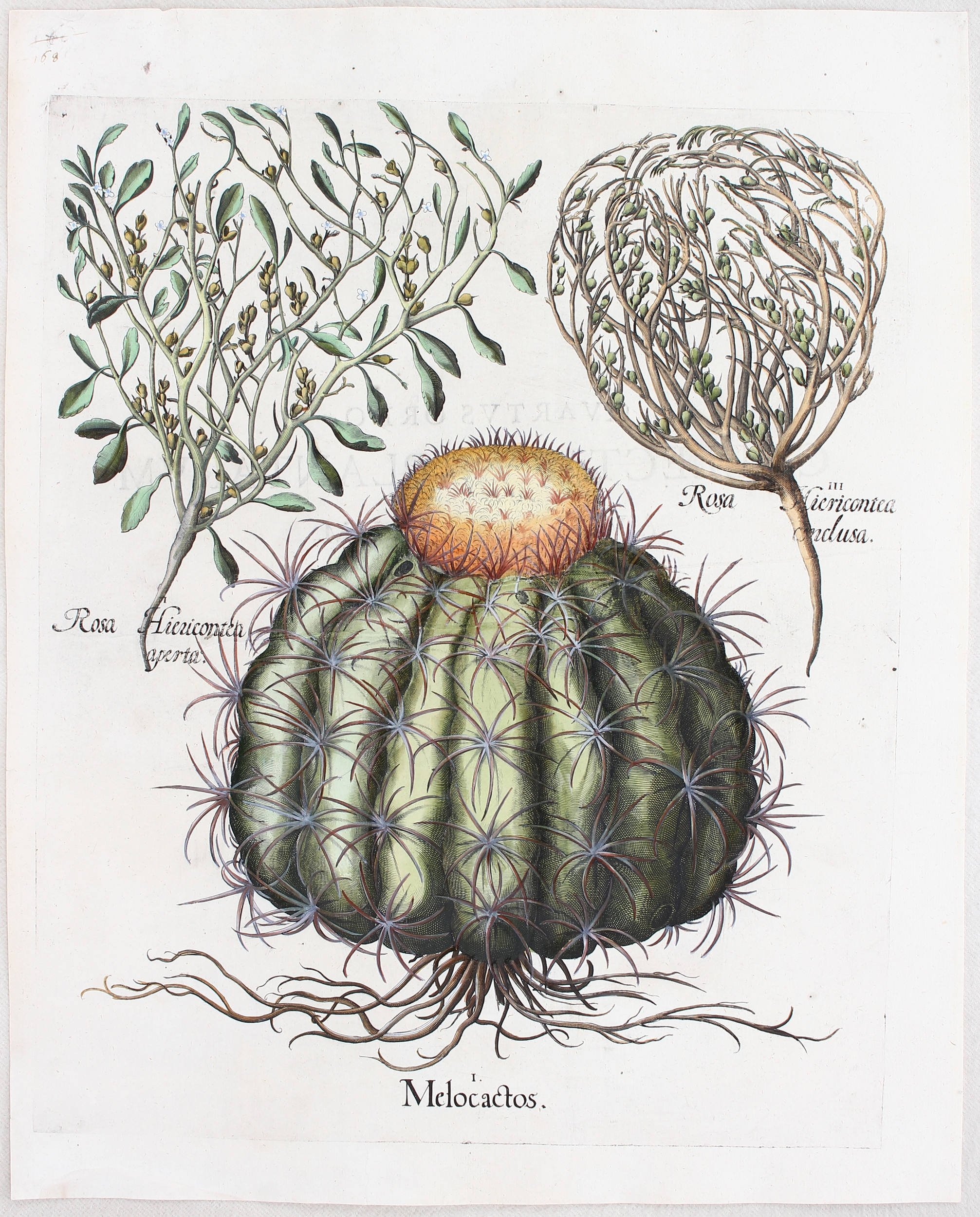 Melocactos, Rosa Hiericontea aperta (&) conclusa (Schwiegermutterstuhl u. Rose von Jericho)