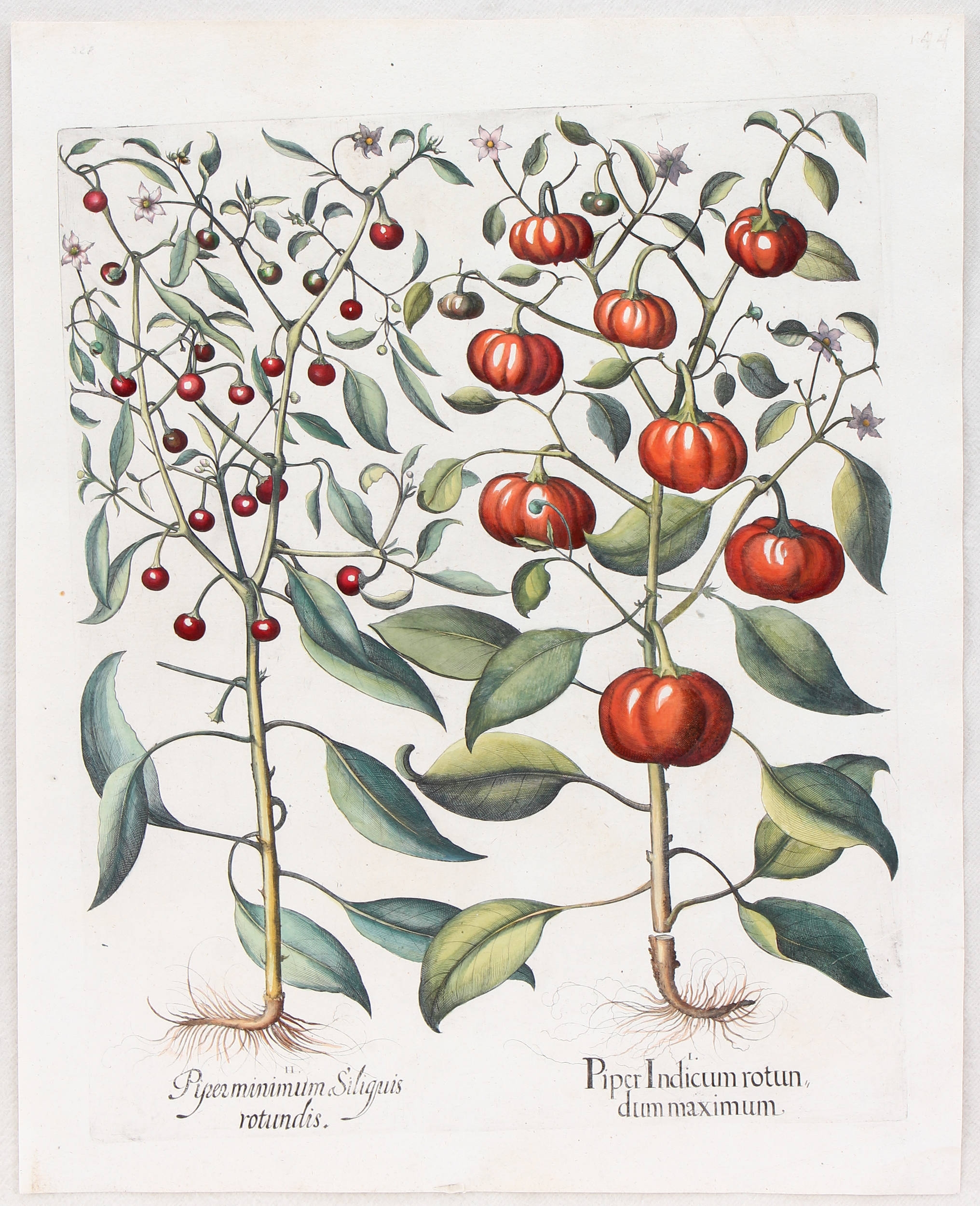 Piper Indicum rotundum maximum (&) minimum Siliguis rotundis (Süße und Kirschen-Paprika) by Basilius Besler