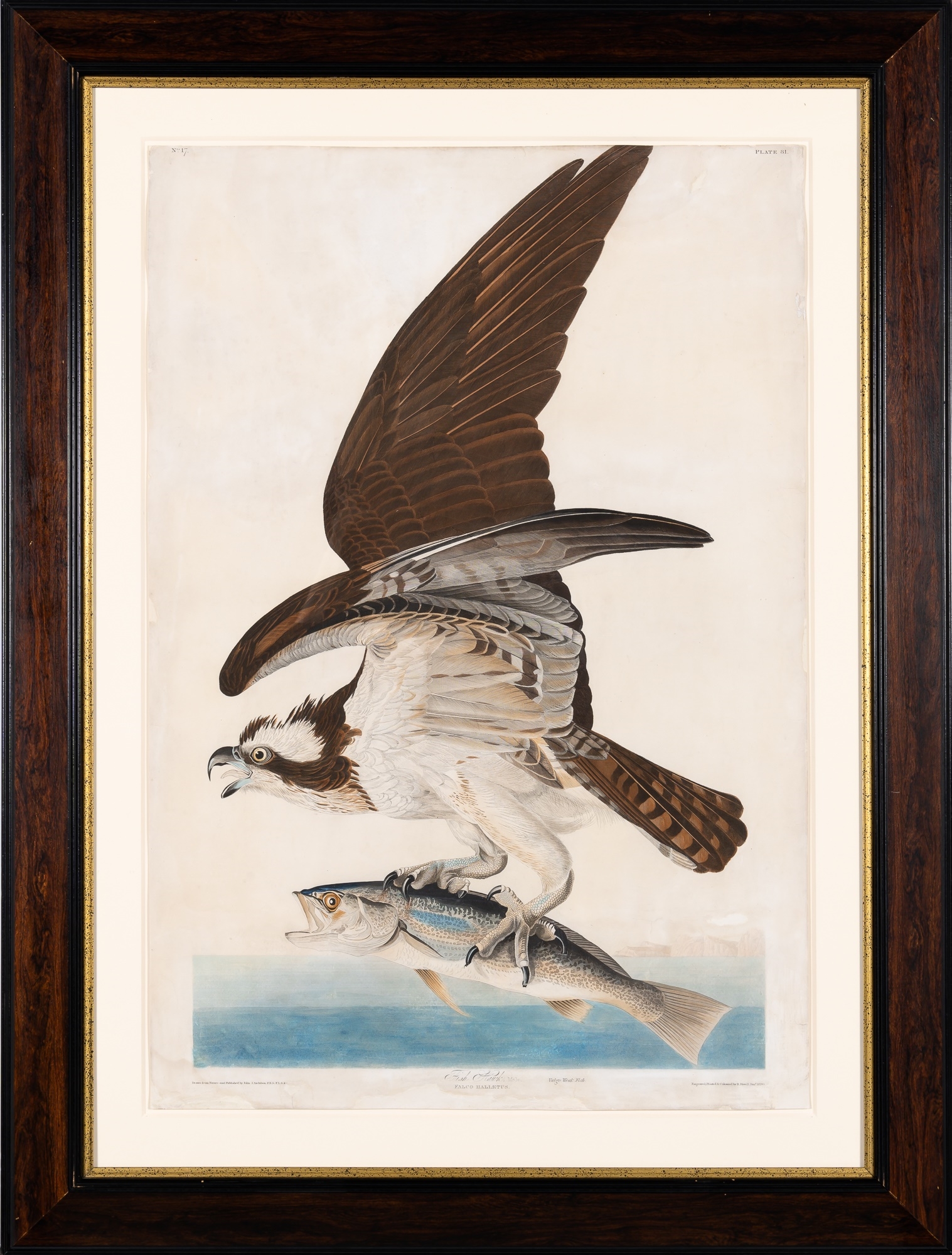 Artwork by John James Audubon, The Birds of America, Made of Hand-colored aquatint, engraving and etching on wove paper