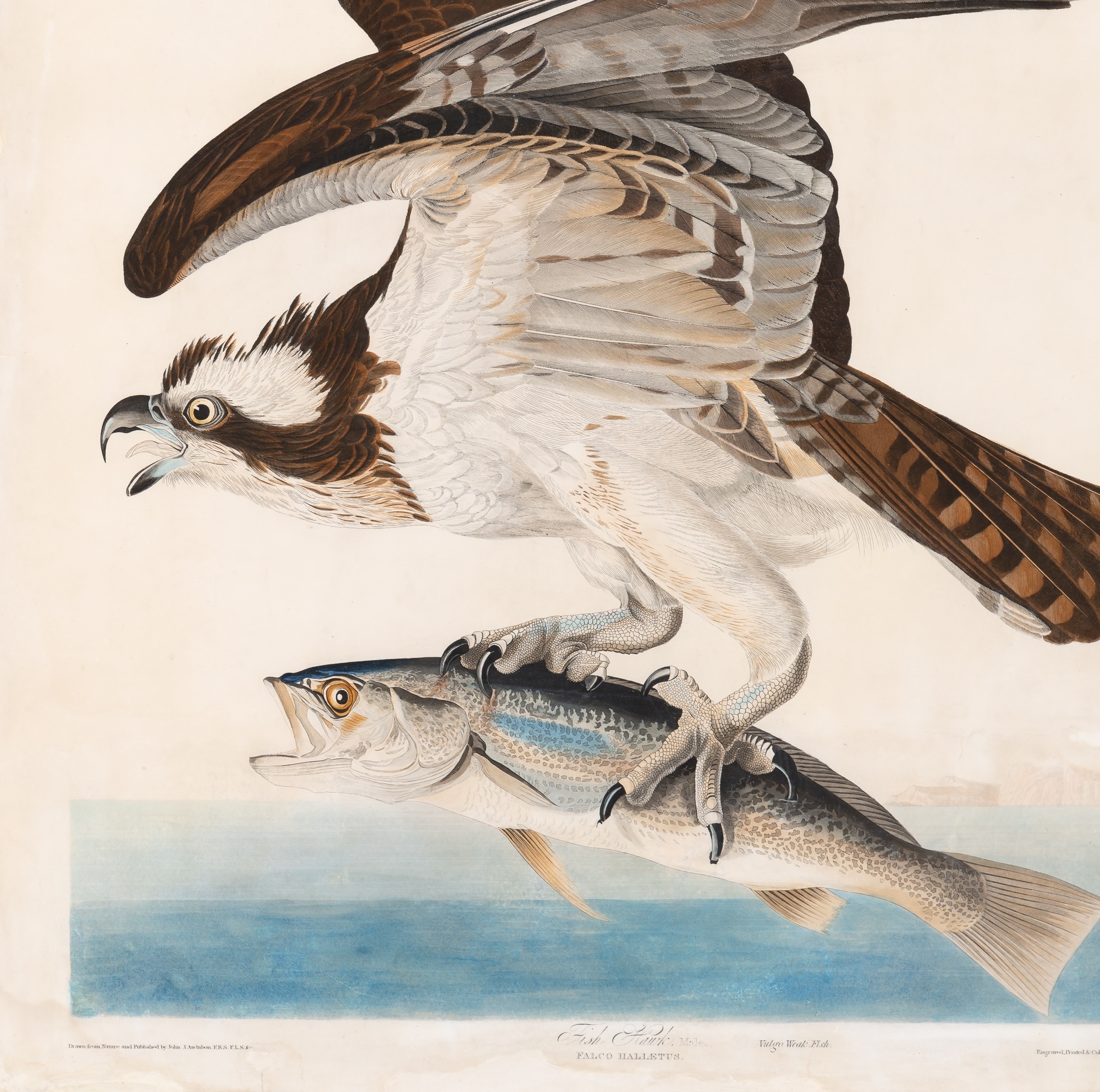 Artwork by John James Audubon, The Birds of America, Made of Hand-colored aquatint, engraving and etching on wove paper