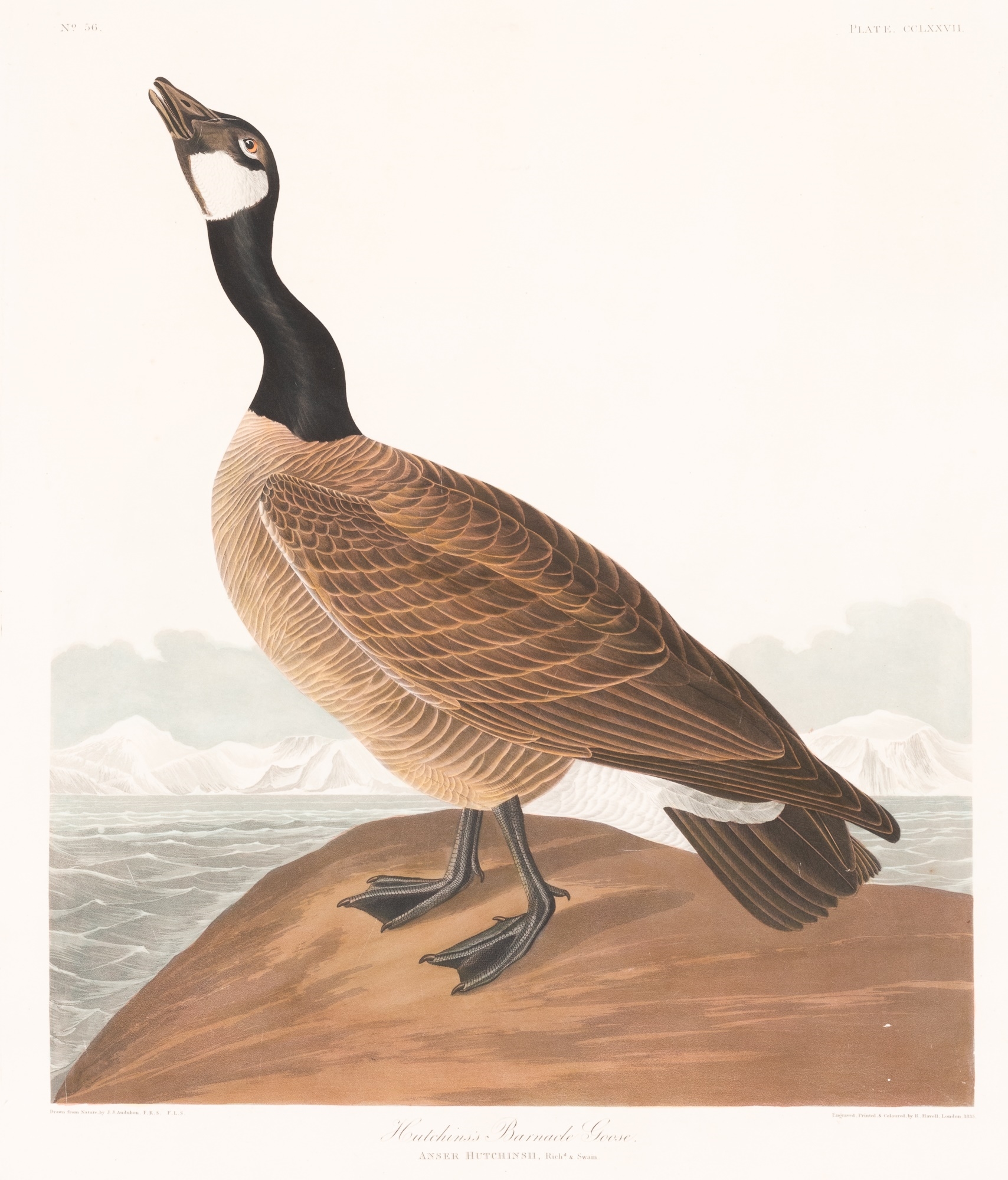 The Birds of America by John James Audubon, Robert Havell, dated 1836