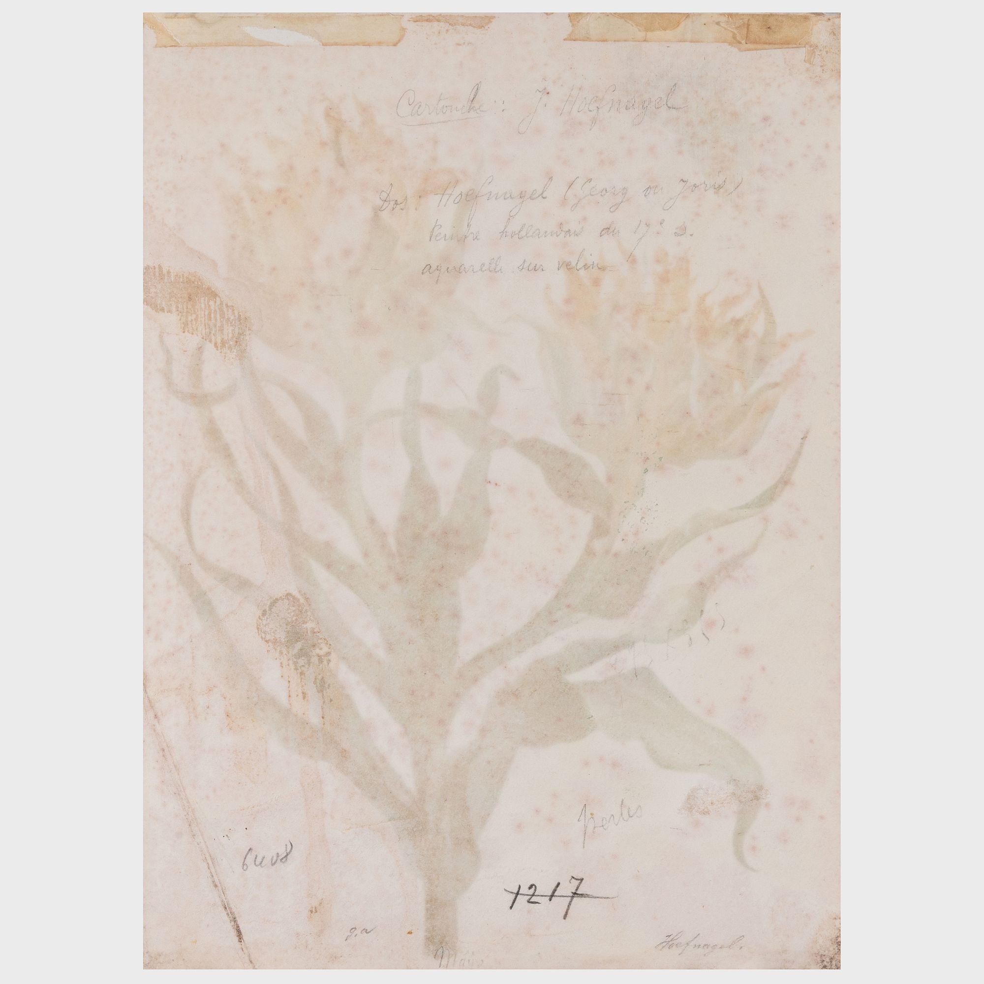 Artwork by Maria Sibylla Merian, Flower with Butterfly, Made of Watercolor on vellum