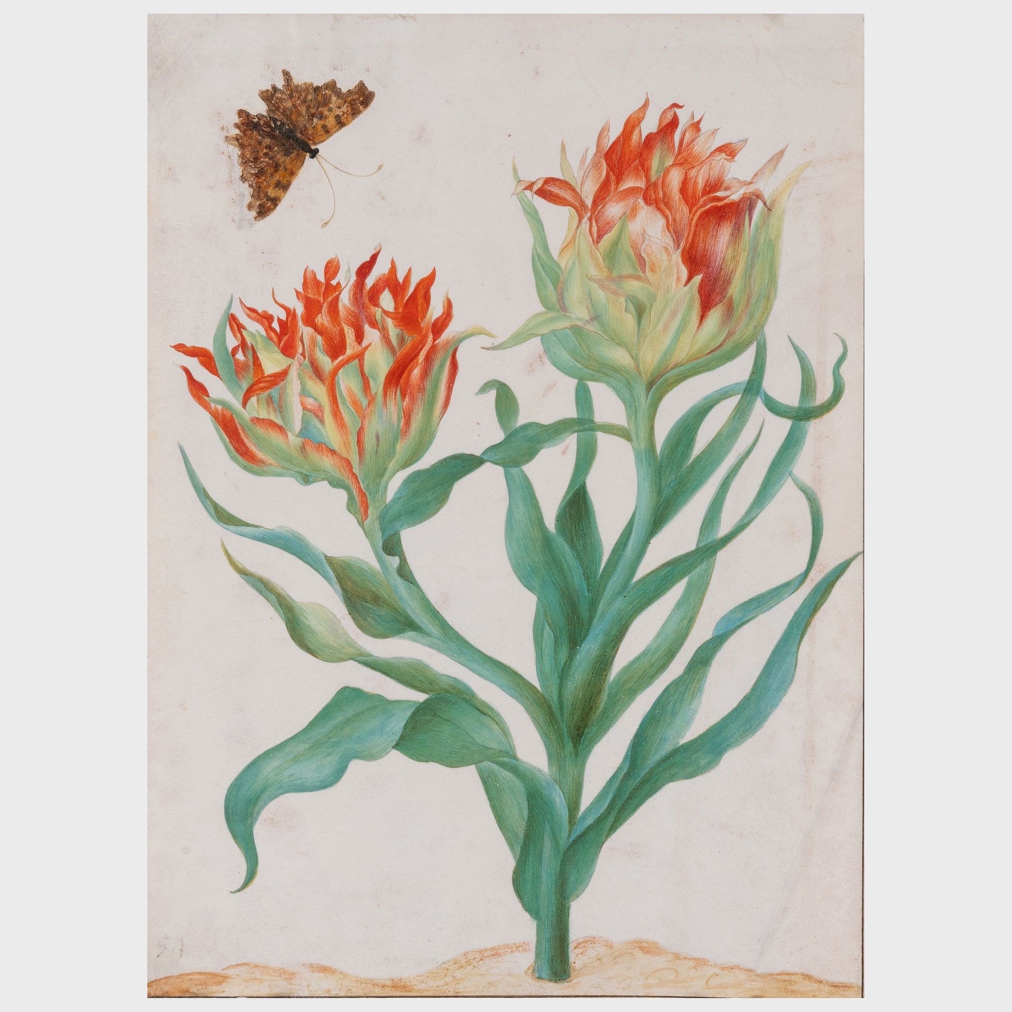 Artwork by Maria Sibylla Merian, Flower with Butterfly, Made of Watercolor on vellum