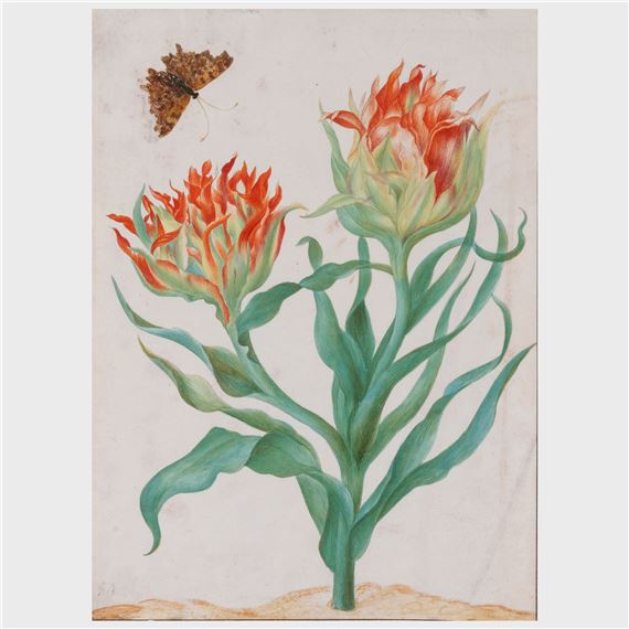 Flower with Butterfly by Maria Sibylla Merian