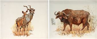 BUFFALO & KUDU - Hillary Mcgee