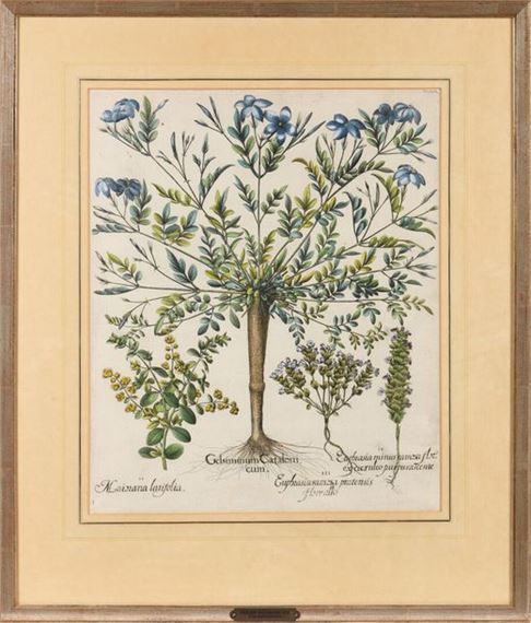 Basilius BESLER (1561-1629) «Gelsiminum Cataloni - mairana Latifolia» Gravure au burin rehausséeà l'aquarelle, tirée du Hortus Eystettensis, important ouvrage de botanique publié pour la 1ère fois en 1613 by Basilius Besler, 1613