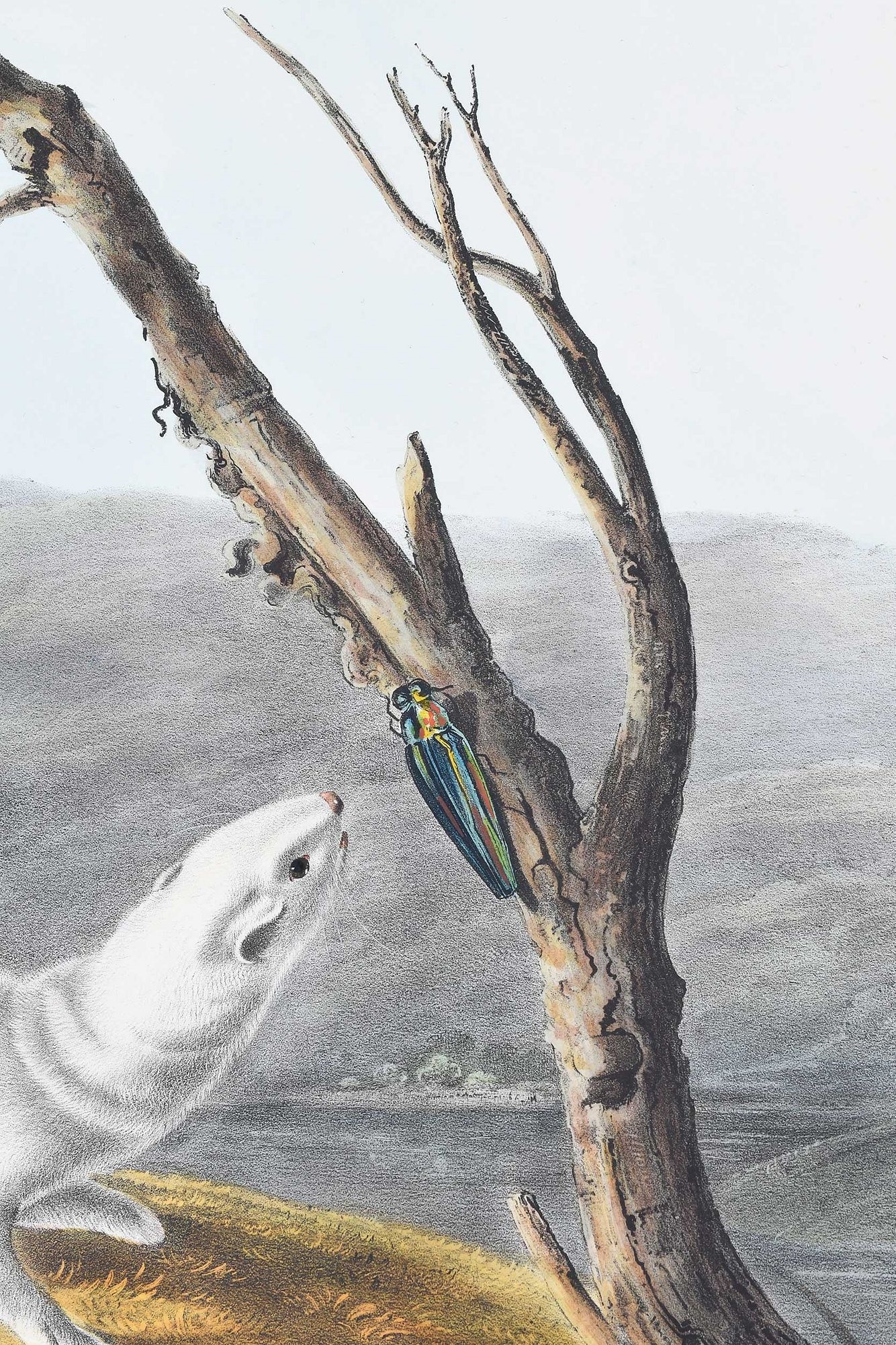 John James Audubon | John James Audubon - Little Nimble Weasel | MutualArt