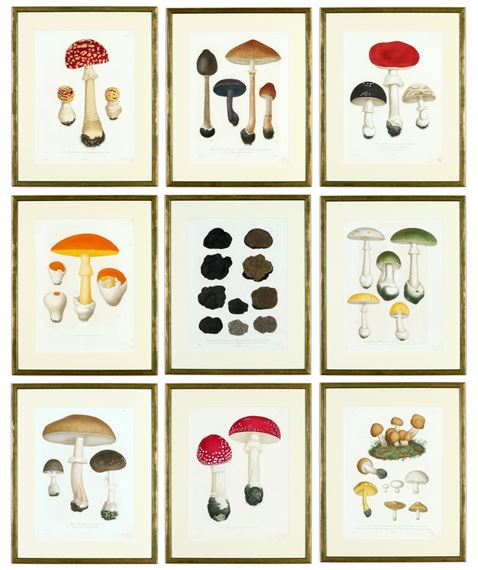 Truffles and mushrooms, a rare set of nine  from by Joseph Roques, 1864
