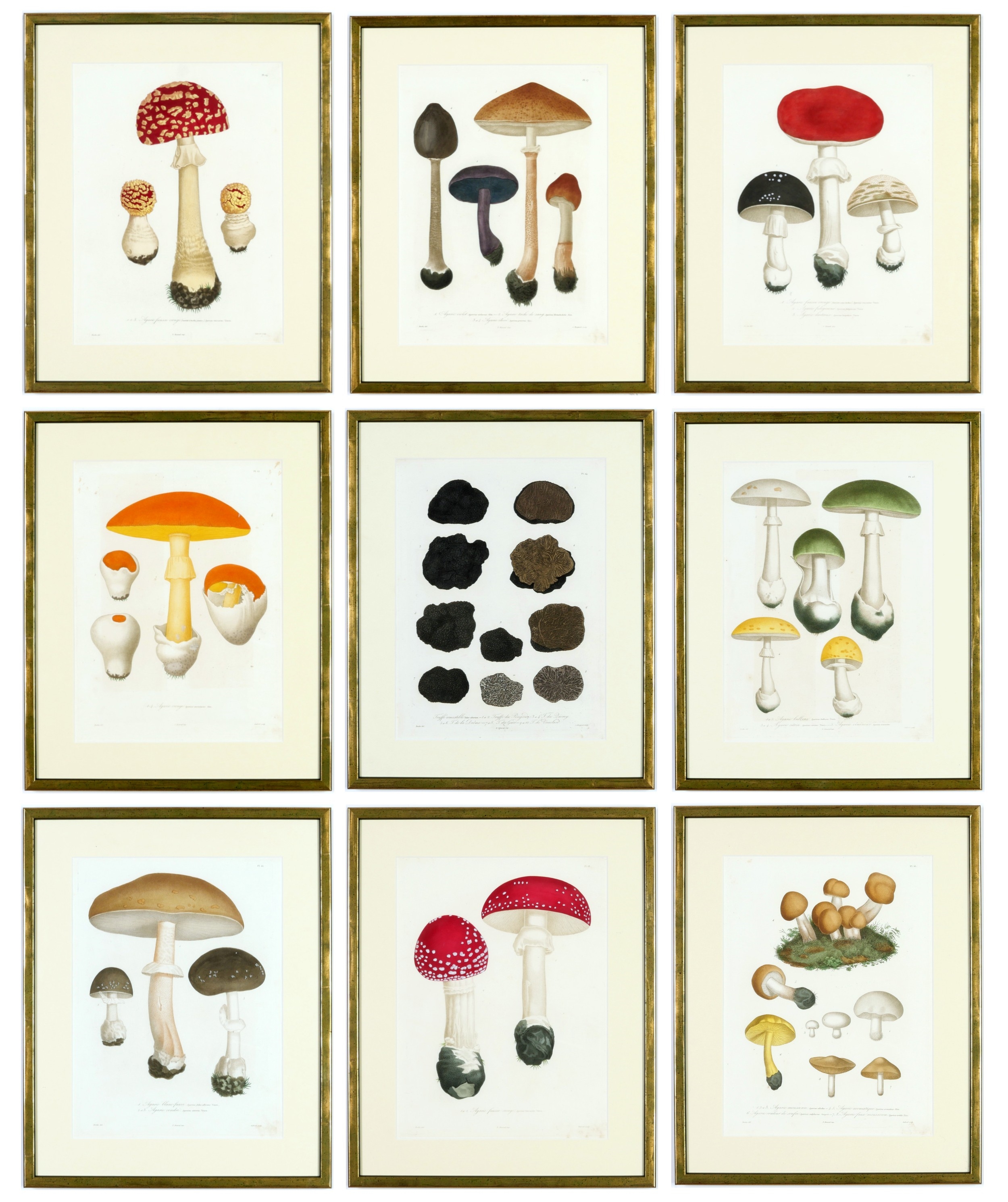 Artwork by Joseph Roques, Truffles and mushrooms, a rare set of nine  from, Made of engravings with hand colouring