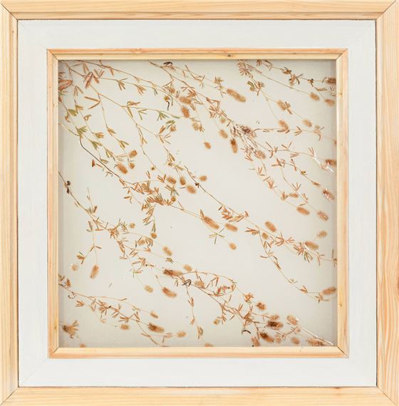 Trifolium arvense - Łukasz Surowiec