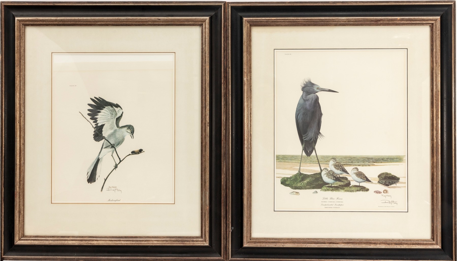 Ray Harm | Little Blue Heron | MutualArt